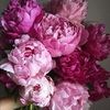shop1pink